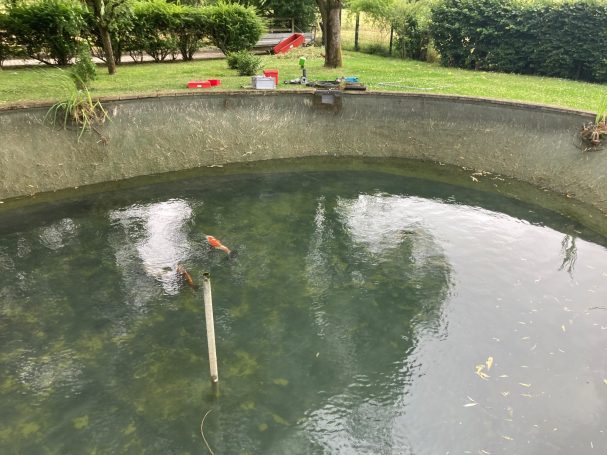 Koiteich Hofheim Taunus 06/25 Koi im Teich