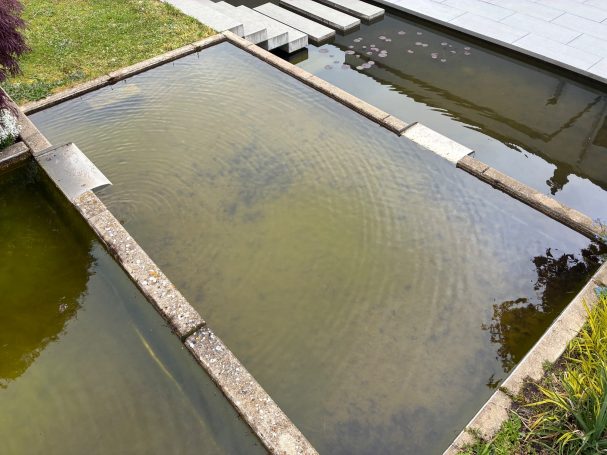 Betonteich in Frankfurt 2026 Mulmablagerungen Flachzone Teich