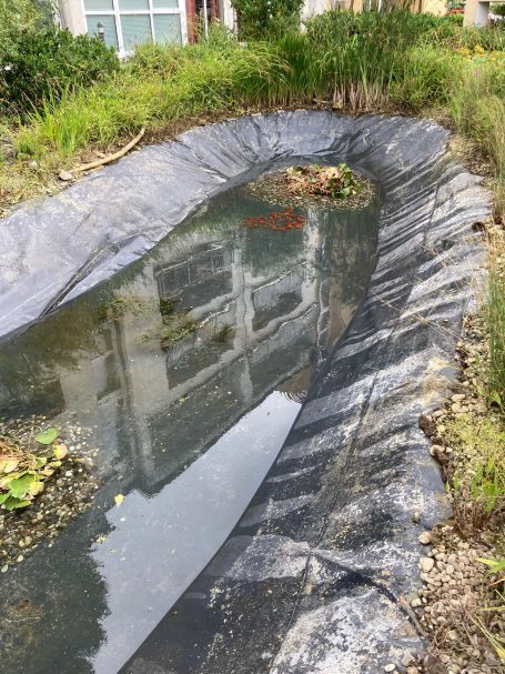 Teich in Wohnanlage Rödermark 07/25 Klares Wasser