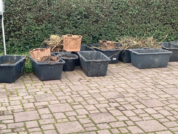 Teich nach Naturagart-Prinzip Schilfrückschnitt