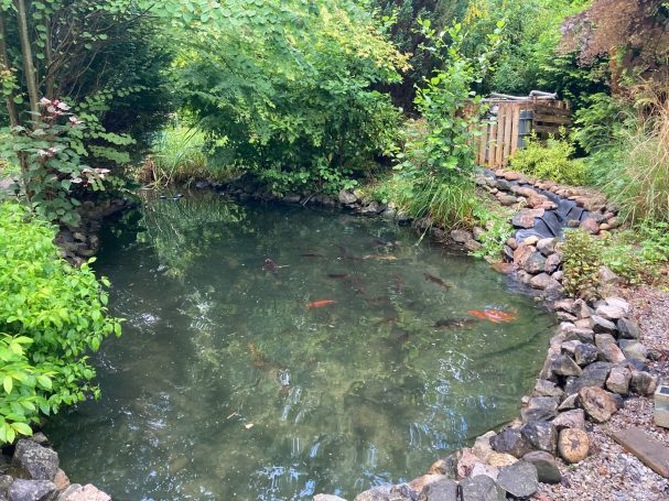 Klares Teichwasser