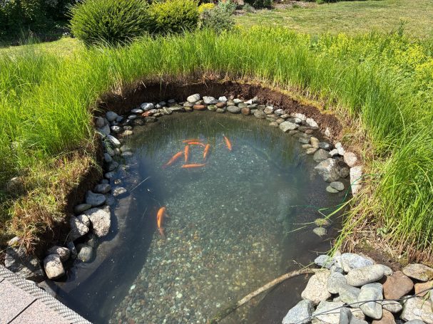 Teich in Hainburg 2026 Goldorfen im Teich
