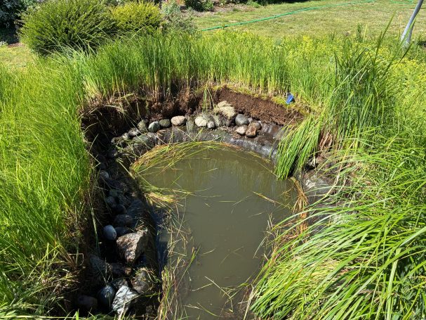 Teich in Hainburg 2026 Überwucherte Steine im Teich