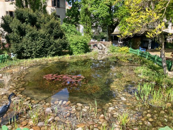 Klares Wasser im Teich