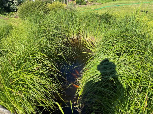 Teich in Hainburg 2026 Schilfgras wächst stark