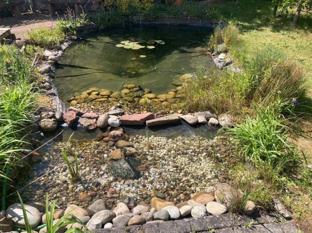 Klares Wasser im Teich
