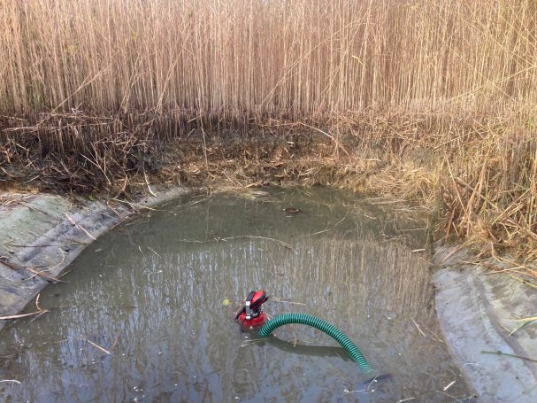 Teich nach Naturagart-Prinzip 11/25 Schilfrückschnitt