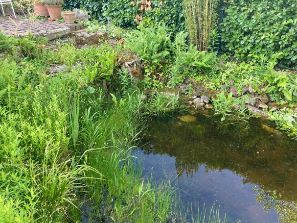 Teich in Seeheim Jugenheim 05/2025 Stark verwucherter Teich