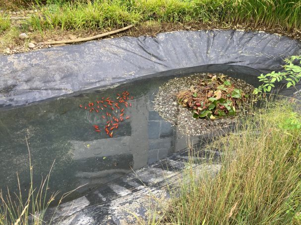 Teich in Wohnanlage Rödermark 07/25 Teichreinigung