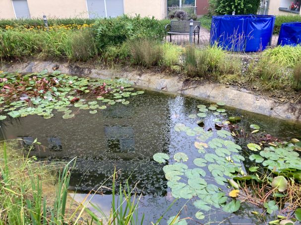 Teich in Wohnanlage Rödermark 07/25 Hornkraut im Teich