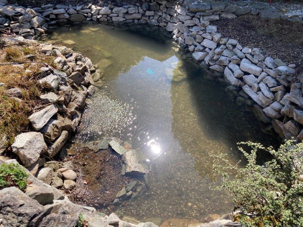 Grundreinigung Teich